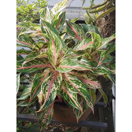 Aglaonema Butterfly Manis | Shopee Malaysia