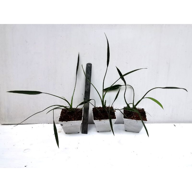 Philodendron frilly philly | Shopee Malaysia