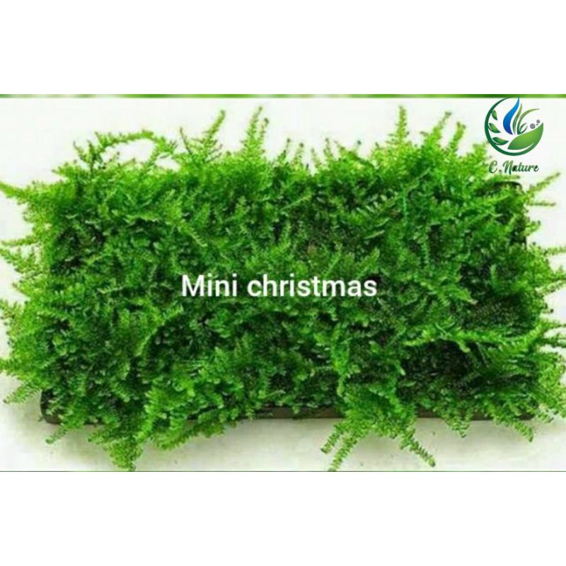 mini christmas moss🌿 on mesh 8cm x 4cm (submerge) Shopee Malaysia