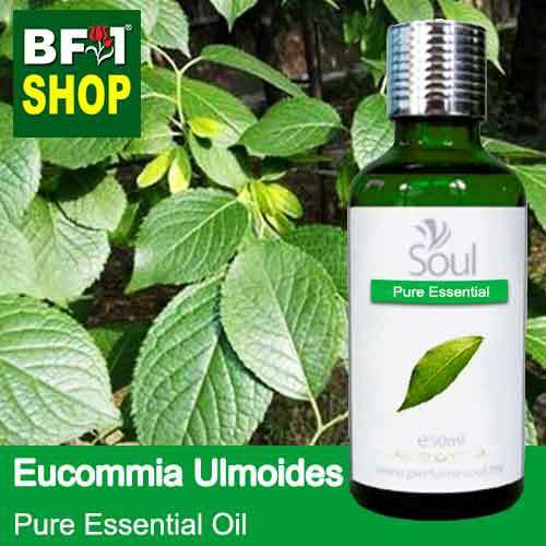 Pure Essential Oil (EO) - Eucommia Ulmoides Leaf Essential Oil - 50ml ...