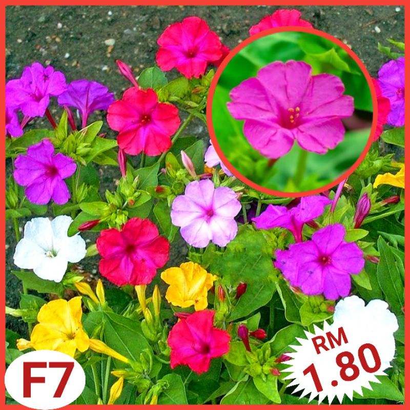 F7 Biji Benih Bunga Mirabilis (10+/-) -（Warna Campur） - Mirabilis ...