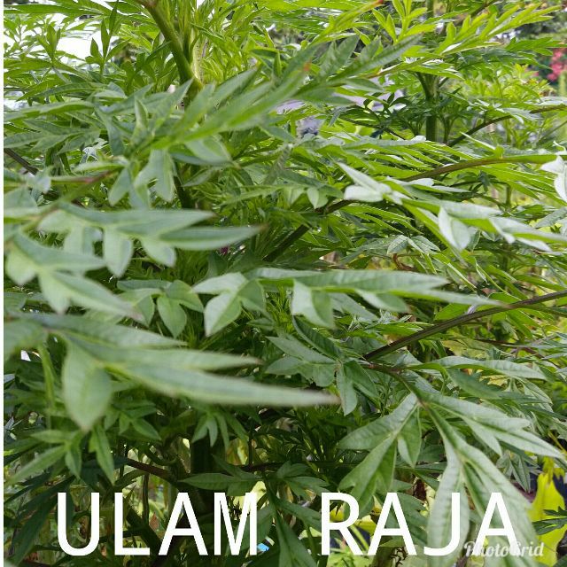 BENIH ULAM RAJA (>