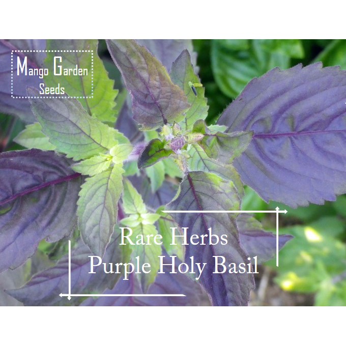 Super Rare Purple Holy Basil Herbs Seeds 30 seed Pot Friendly