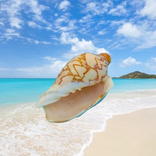 seashell - Prices and Promotions - Mar 2024