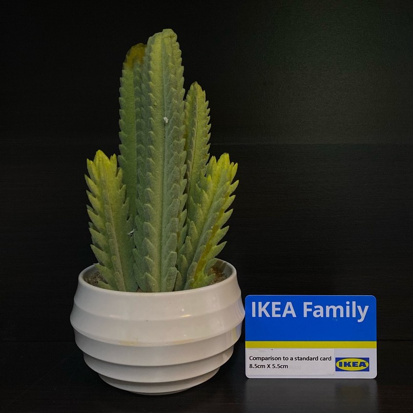kaktus spiralis Buy Spiral Cereus Phoenix, AZ | Cereus forbesii main image 1