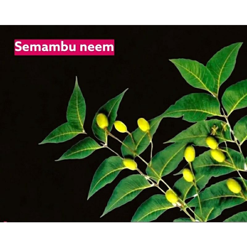 Anak Pokok Semambu Neem | Shopee Malaysia