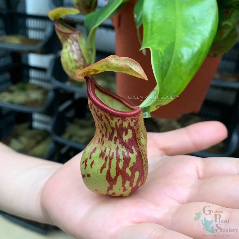 Gps Green Plant Society Live Plant Monkey Cup Nepenthes Gaya Carnivorous Plant Rare Shopee