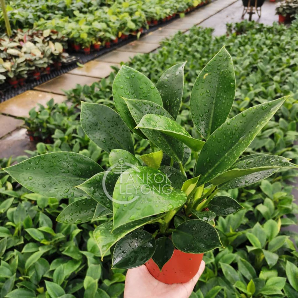 TKL - Philodendron Hederaceum var. Kirkbridei/Green Princess /|  Shopee Malaysia