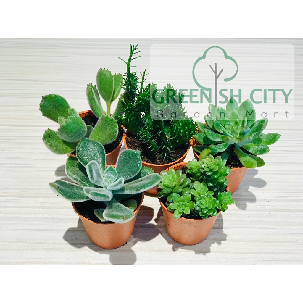 GM4U Real Mini Cactus Plant Live Succulent Plant Live Plant Succulents ...