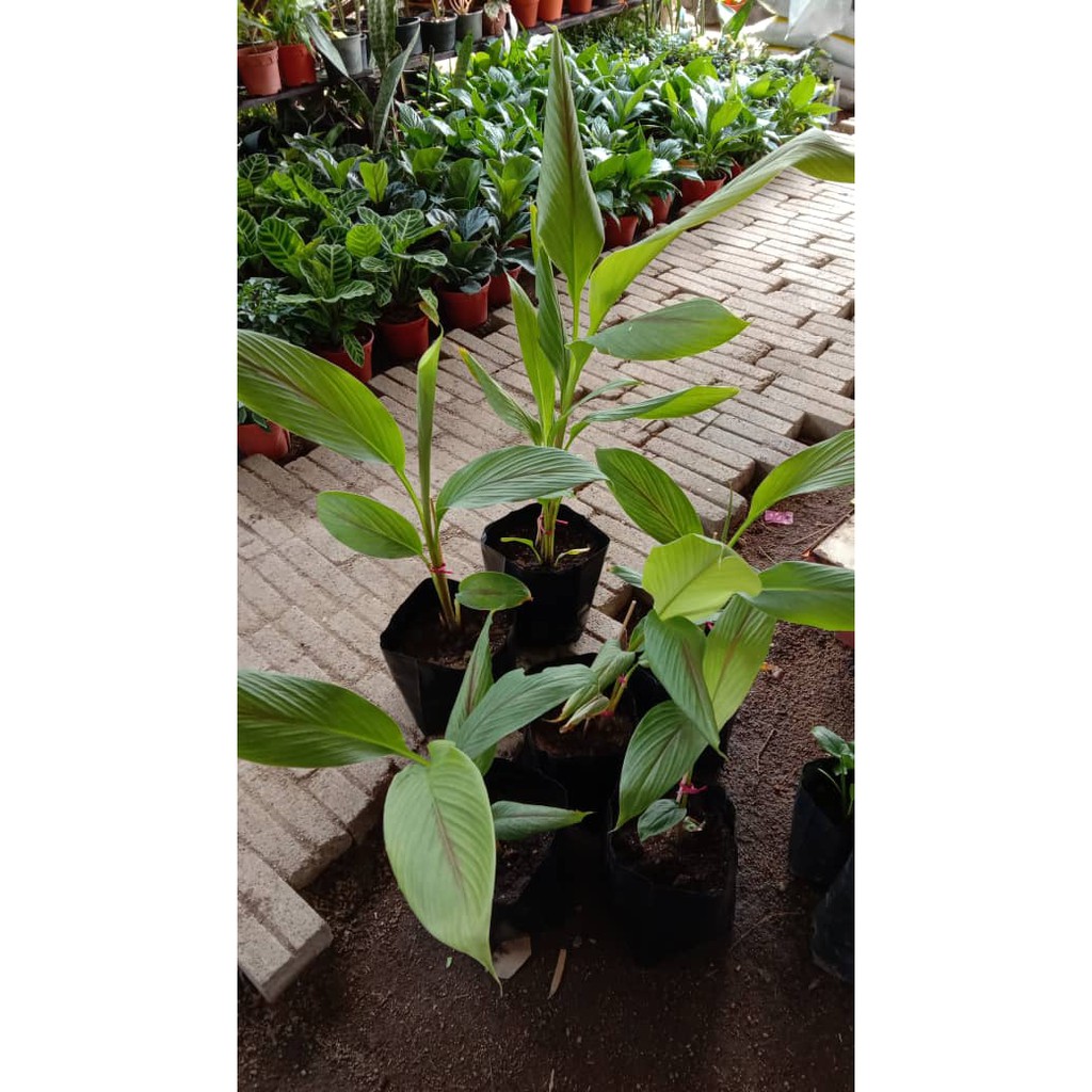 ANOR - Kunyit Hitam India / Kunyit Hitam Malaysia/Kali Haldi ( Pokok ...