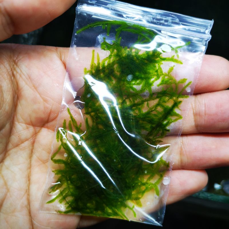 Aquarium plants : Java moss (submerge) | Shopee Malaysia