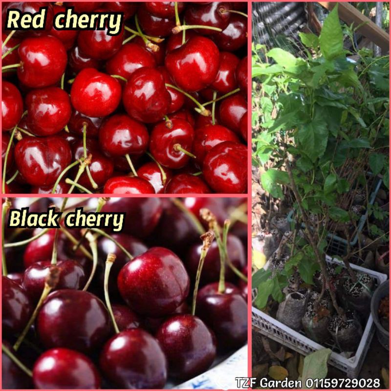 Pokok Black Cherry Red athos low chill ceri real plant rare fruit ...