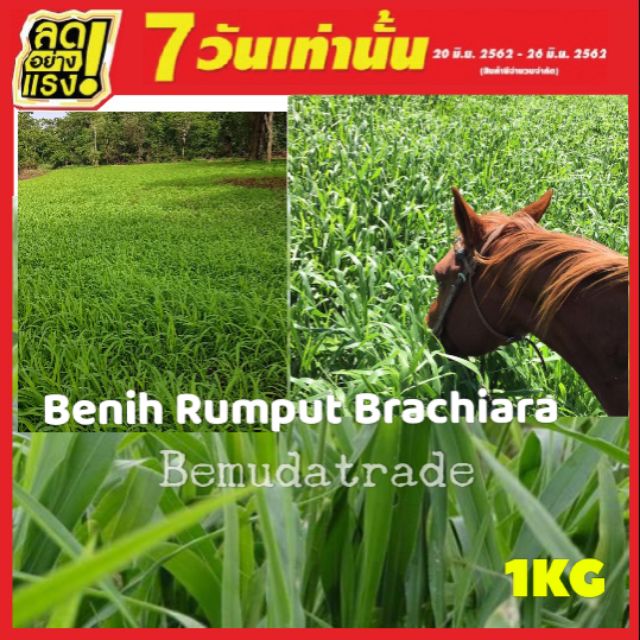 Benih Rumput Ruzi Seed Ternakan Komersial Agro 1kg free Ziplock ...