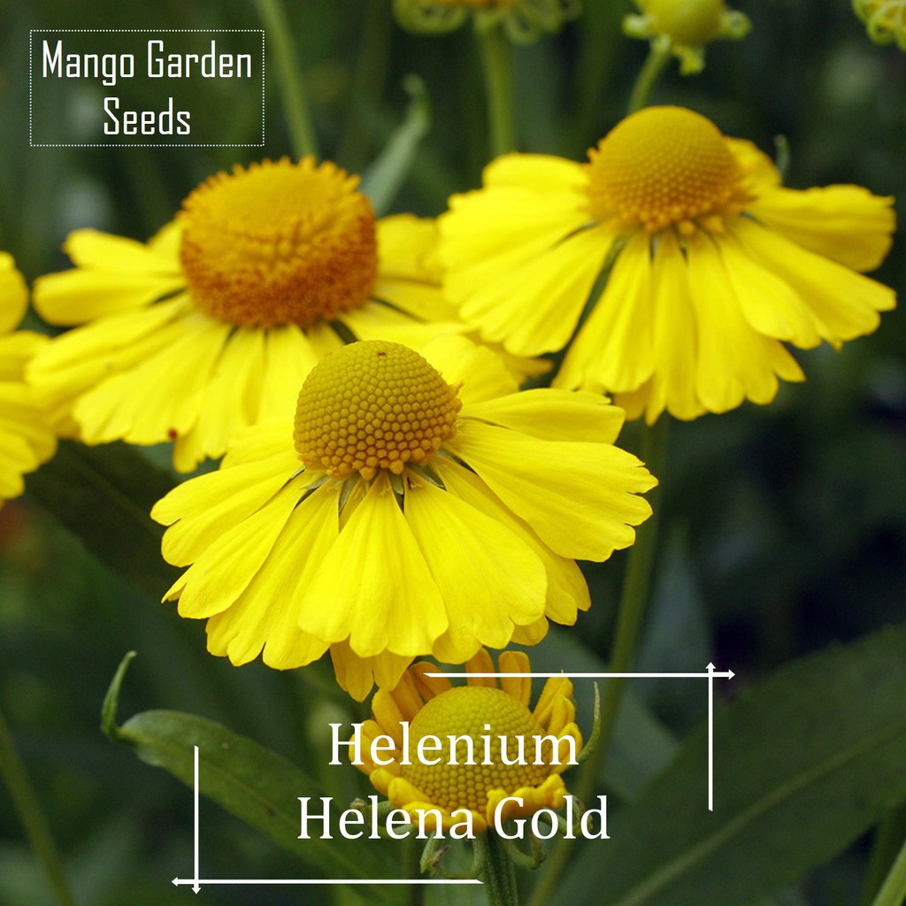 Helenium Helena Gold Flower Seeds - 50 Seed *Pot Friendly* Tanam Pasu ...