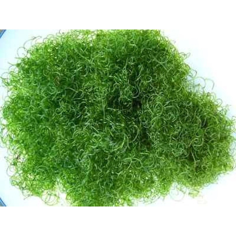 Chaeto Macroalgae for Reef/Shrimp Tank Thick Version | Shopee Malaysia