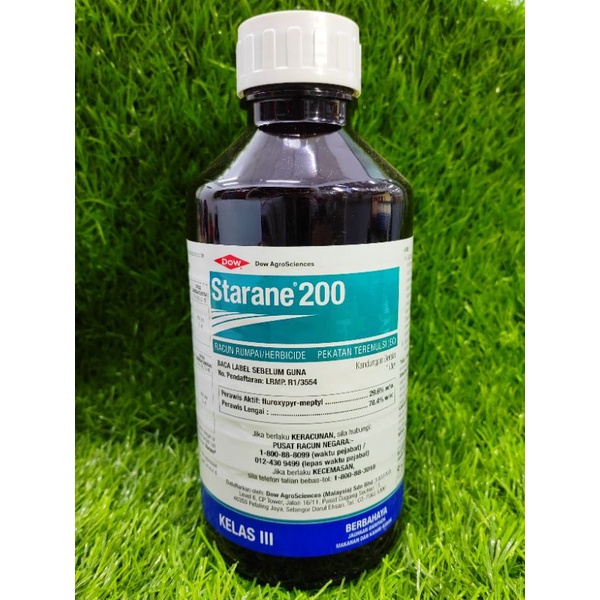 dracaena pleomele song of india Buy Pleomele, Song of India (Green)