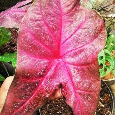 🔥RARE CALADIUM🔥KELADI MIRZANI🔥POKOK BESAR🔥 | Shopee Malaysia