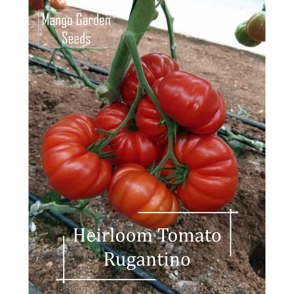 Rugantino Heirloom Tomato Seeds - 10 Seed *Pot Friendly* Tanam Pasu ...