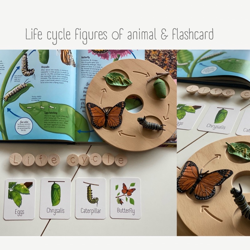 READY STOCK Life Cycles of Animal flashcard Early Learning Educational ...