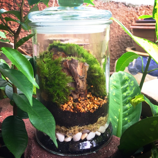 Classic terrarium medium size | Shopee Malaysia