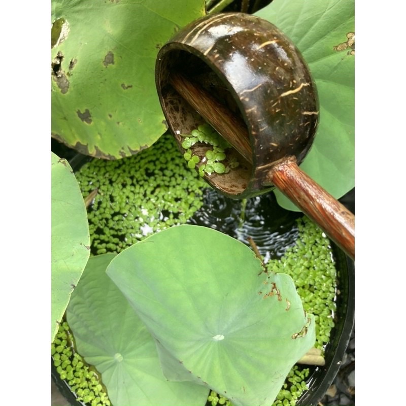 Large coconut shell to scoop water, used in spas (Thick grade 1 product ...