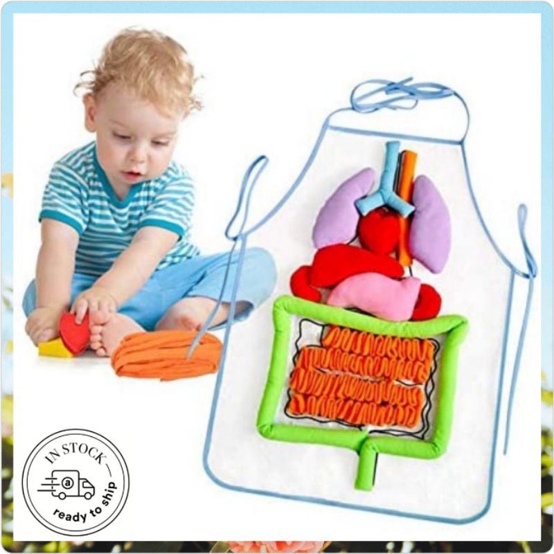 Detachable 3D Anatomy Organ Apron Human Body Apron Early Education
