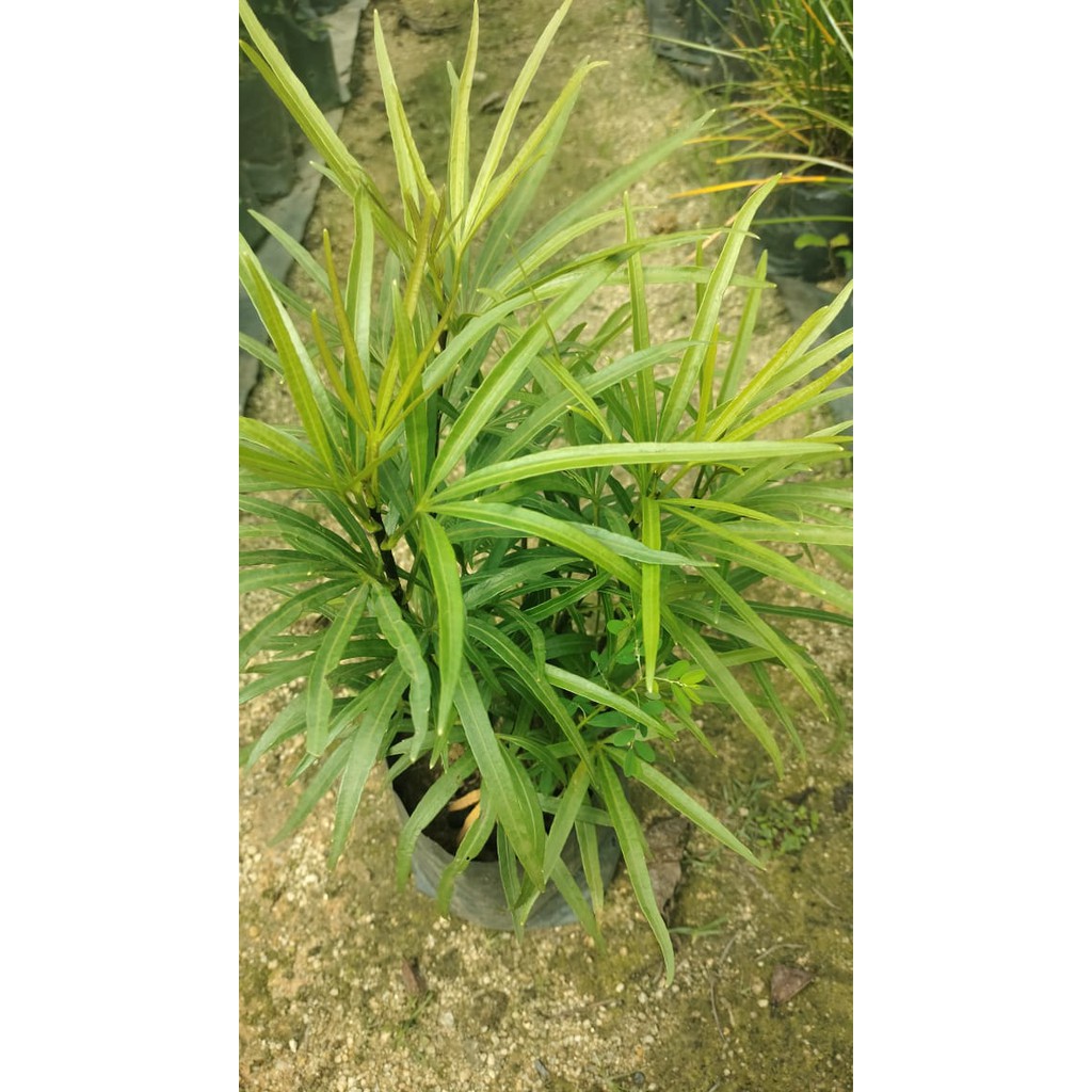 Pokok osmoxylon lineare yellow / Tanaman Hias Bunga Ararea by AL PLANT ...