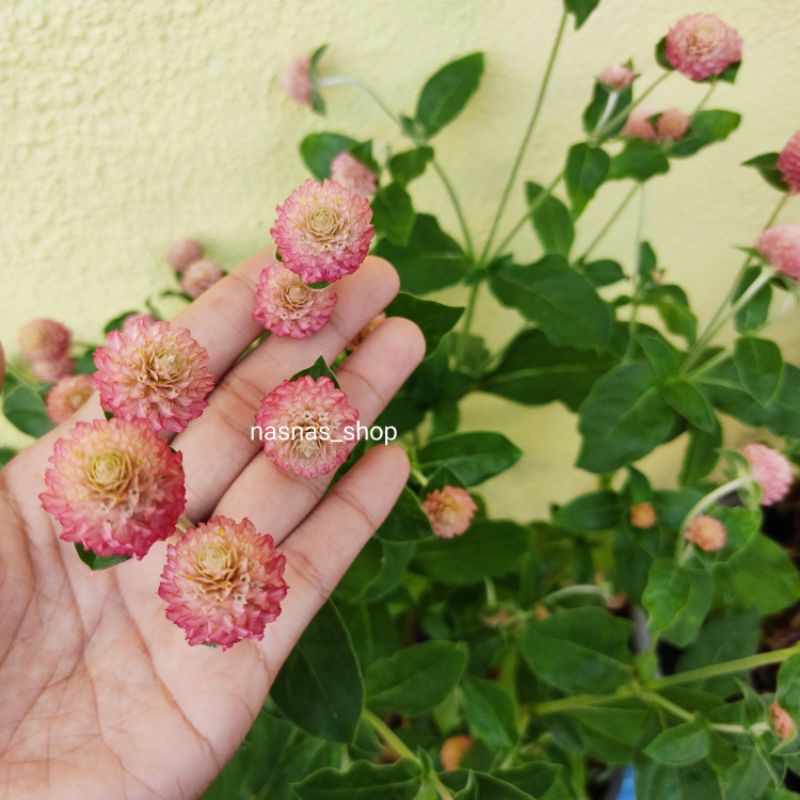 Benih Bunga Butang Putih Salmon Ungu White Pink Bicolor Globe