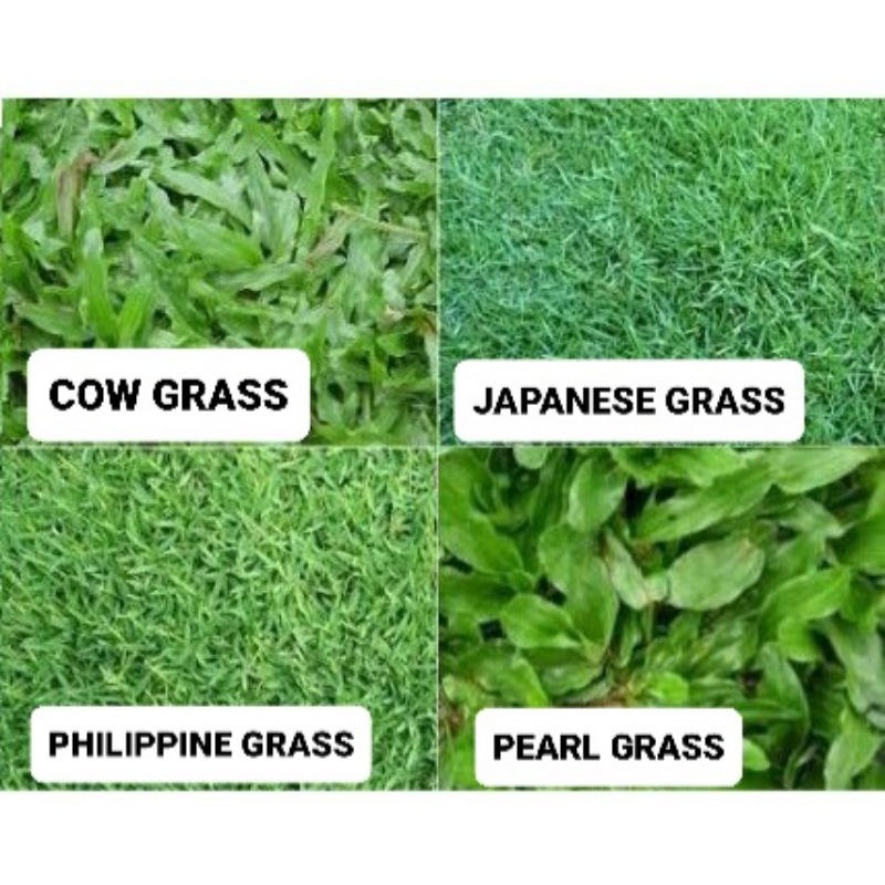 PEMBEKAL RUMPUT HIDUP (COW GRASS, JAPANESE GRASS, PHILIPPINE GRASS