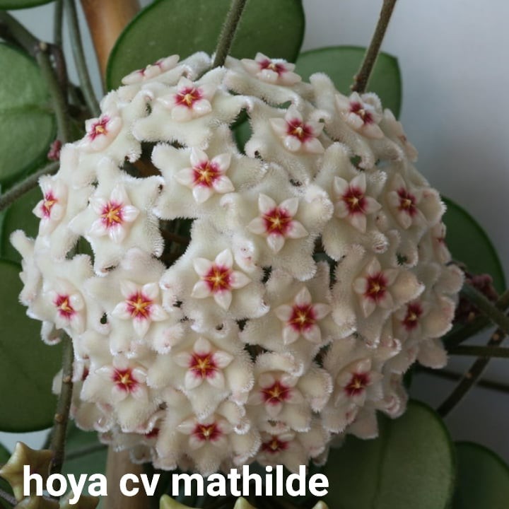 Hoya CV Mathilde (real plant) | Shopee Malaysia