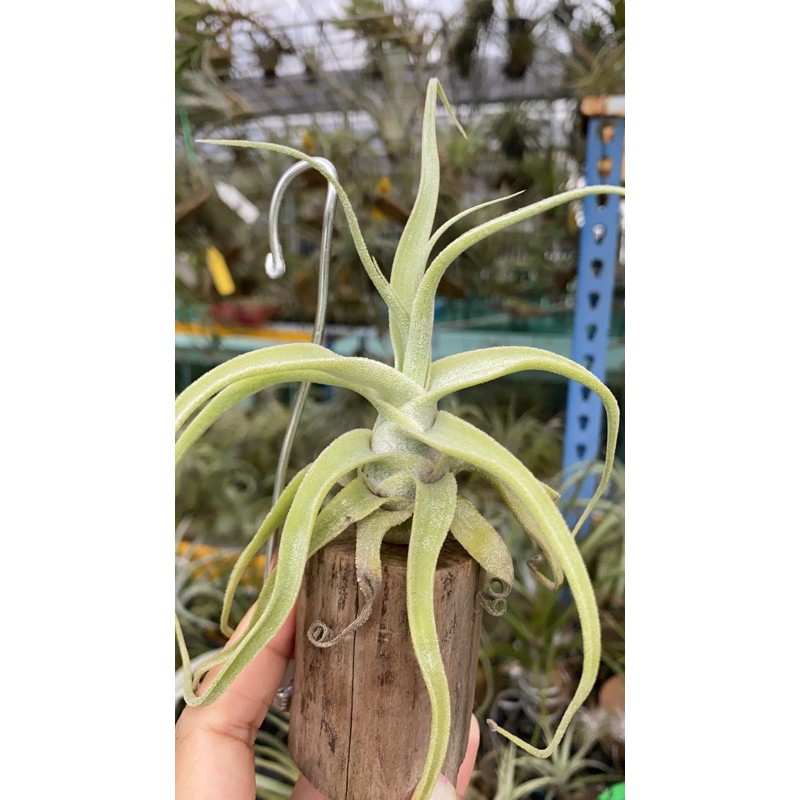indoor types of dracaena plants Dracaena Marginata 'Red'  Lakewood Plant Company