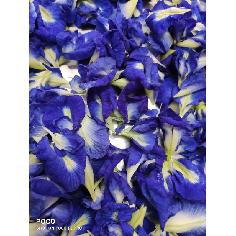Butterfly Pea Flower (Dry) Shopee Malaysia