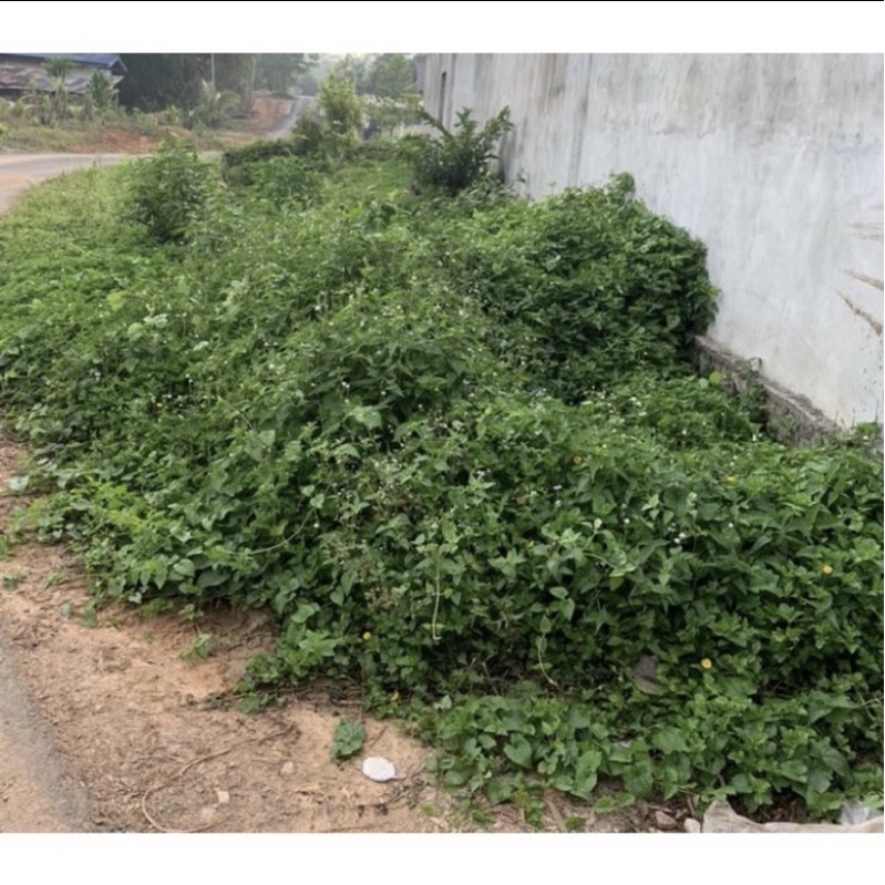 Racun serap / mati pokok besar dan anak kayu 250ml | Shopee Malaysia