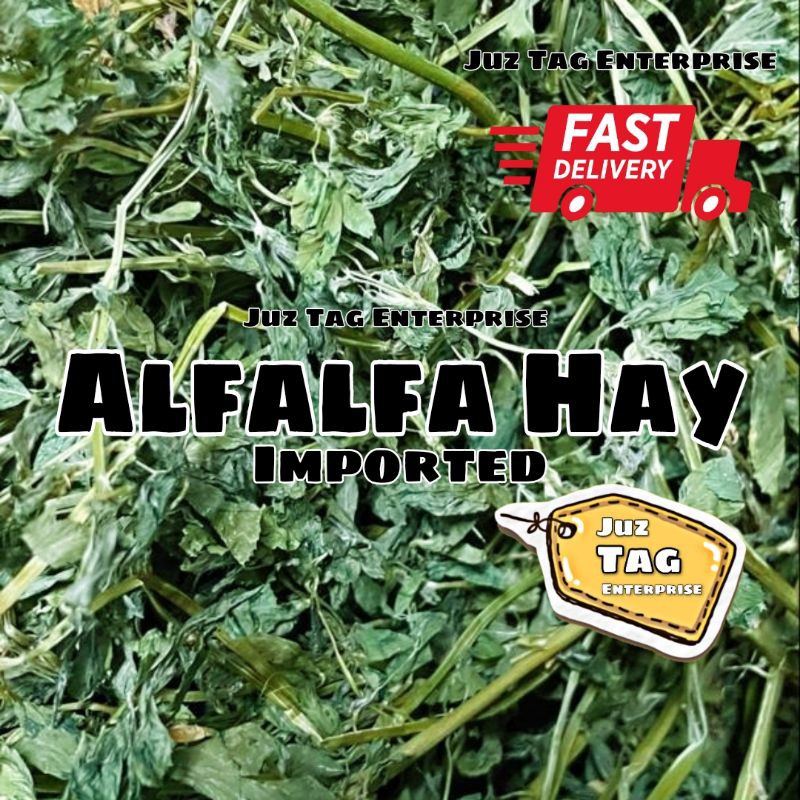Alfalfa Hay (Guinea pig) | Shopee Malaysia - Guinea Pig Grazing Alfalfa Hay Outside