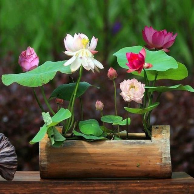 Bonsai lotus flower deals seeds