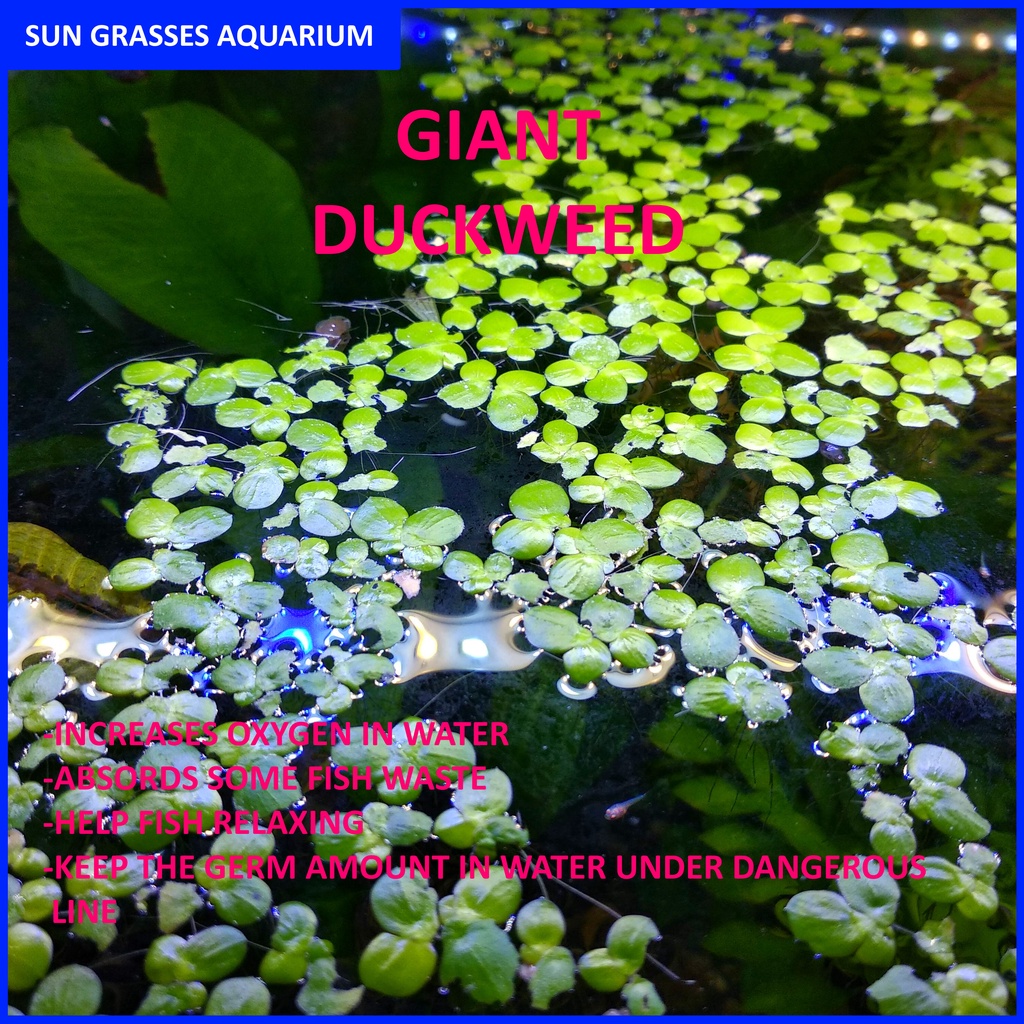 [KL READY STOCK] Giant Duckweed Floating Plant | Shopee Malaysia