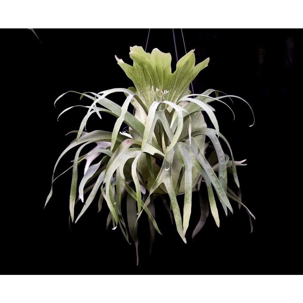 Platycerium Walrusii / Staghorn /Tanduk Rusa | Shopee Malaysia
