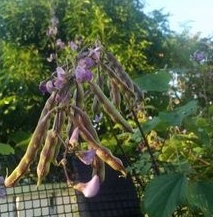 Koli Avarai Seeds / Avereka / Avaraikaai / 12 biji 1 Set | Shopee Malaysia
