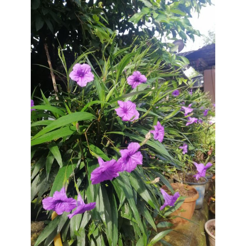 Anak pokok Ruellia Simplex/Mexican petunia | Shopee Malaysia