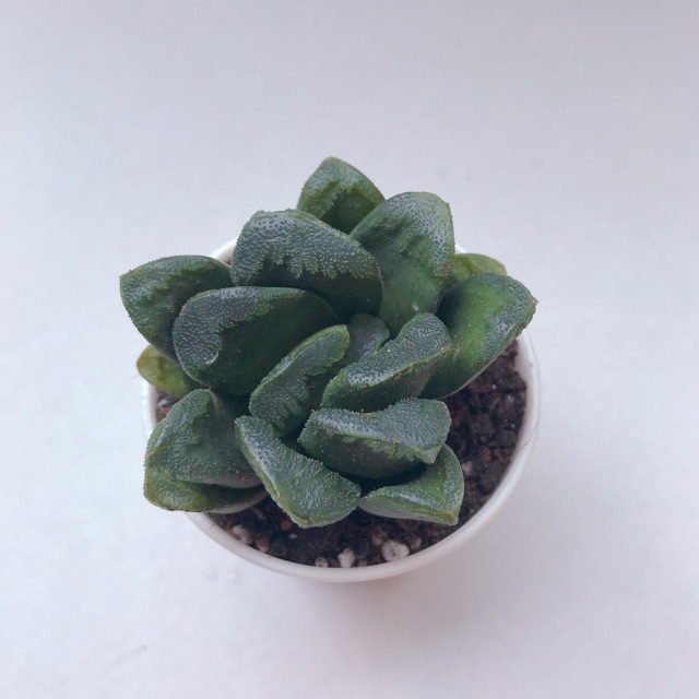 SUCCULENTS Haworthia truncata cv Seiko nishiki