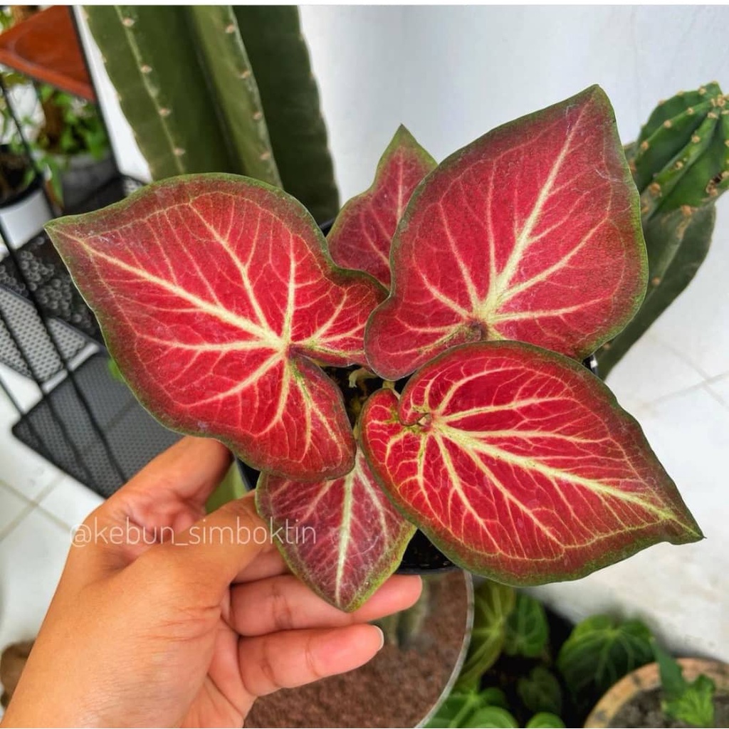 Caladium Super Daging Series /Pokok Keladi(Pokok Bunga Hidup/Pokok ...