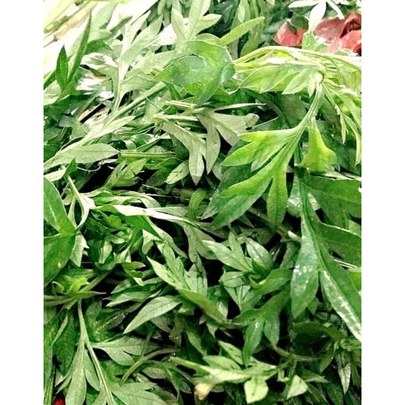 20 biji benih ulam raja fresh organik | Shopee Malaysia