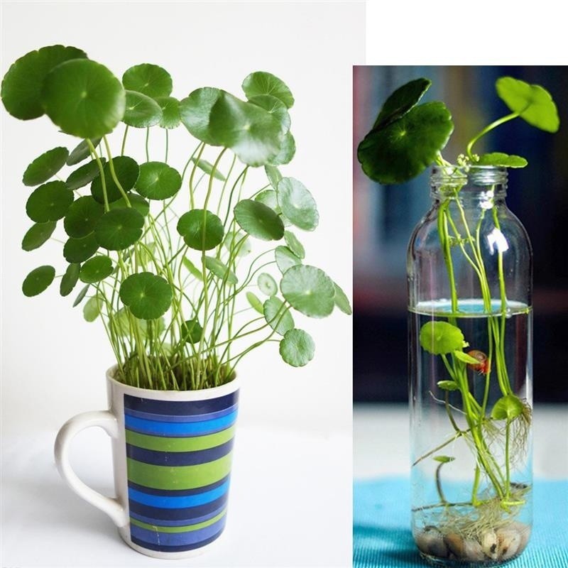 100 Pcs/bag Copper Grass Pilea Seeds Cold Water Flower Seeds Indoor