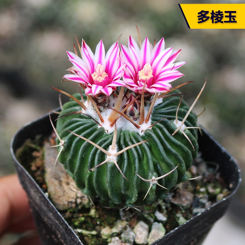 🌸【Easy to bloom】Cactus Multi-Edge Jade Real Life Cactus Flowering ...