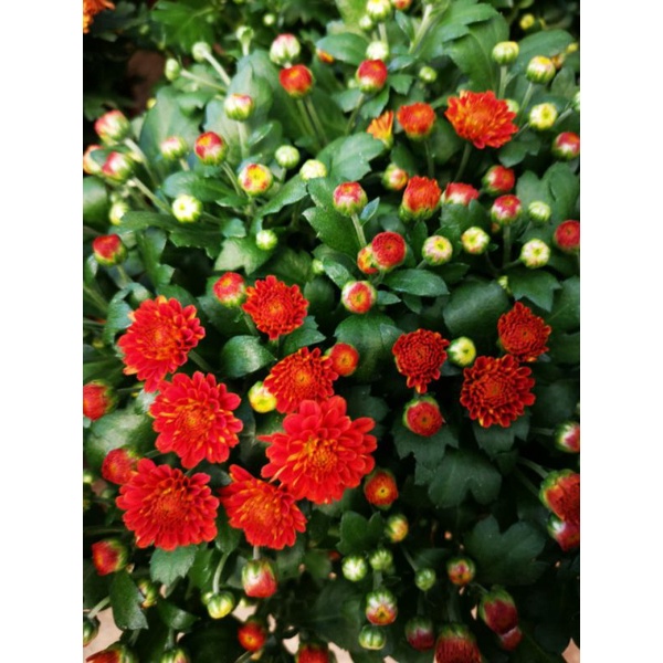 Chrysanthemum Flower Plant Pokok Bunga Kekwa Live Plant Ready Stock 菊花