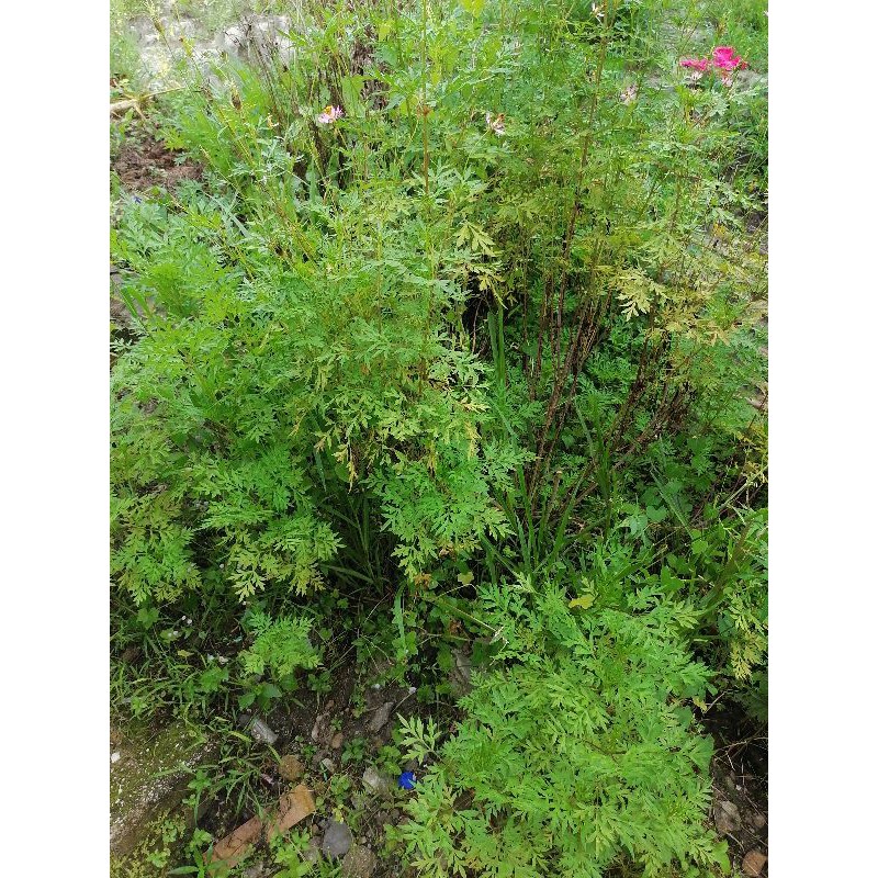 BIJI BENIH ULAM RAJA | 30 BIJI | pokok herba | Shopee Malaysia