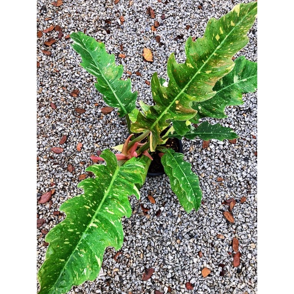 HN Philodendron Ring of Fire Variegated🔥Rare Plant🔥ROF Variegated🔥 ...