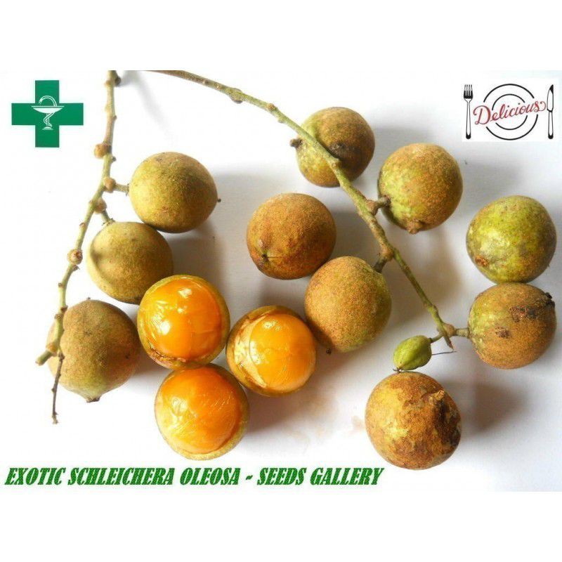 Anak Pokok Kusum Tree @ Ta Kro @ Ceylon Oak - rare plant | Shopee Malaysia