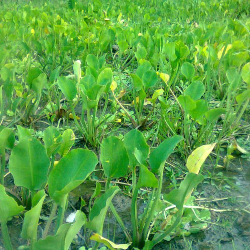 POKOK PAKU RAWAN(SEDAP BUAT KERABU DAN MASAK) | Shopee Malaysia