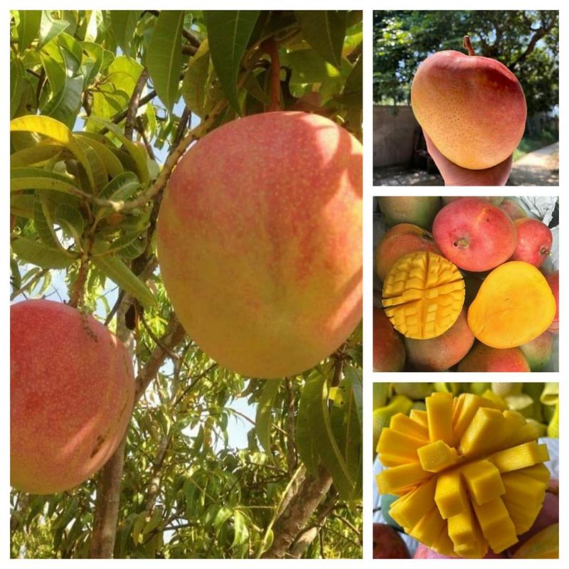 ANAK POKOK MANGGA R2E2 /RE2E2 TAIWAN BUAH BESAR | Shopee Malaysia